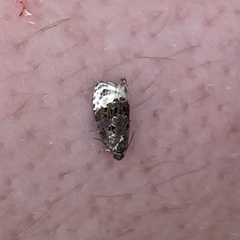 Apotomis betuletana