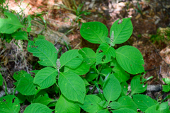 Comanthosphace formosana