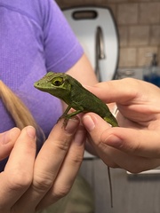Anolis cuvieri