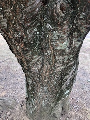 Prunus
