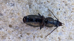 Pterostichus madidus