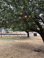 Prunus