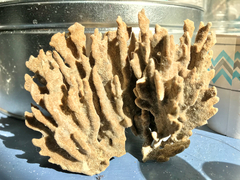 Clathria foliacea