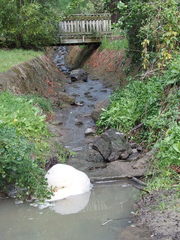 Flabellospora acuminata