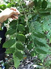 Glochidion philippicum