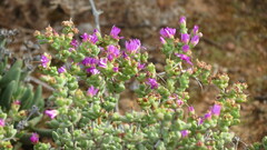 Ruschia cradockensis