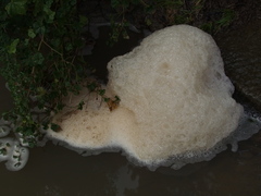 Flabellospora acuminata