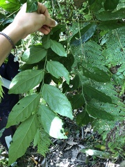 Glochidion philippicum