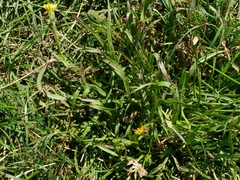 Scorzonera parviflora