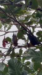 Pteropus seychellensis seychellensis