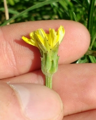 Scorzonera parviflora