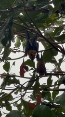 Pteropus seychellensis seychellensis