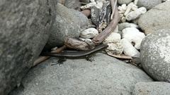 Emoia atrocostata