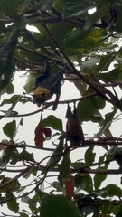 Pteropus seychellensis seychellensis