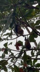 Pteropus seychellensis seychellensis