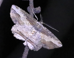 Menophra senilis