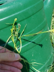 Scorzonera parviflora