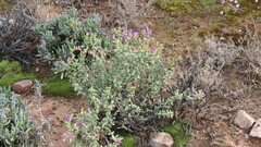 Ruschia cradockensis