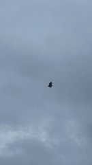 Pteropus seychellensis seychellensis