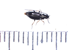 Bembidion properans