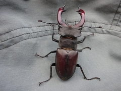 Lucanus cervus