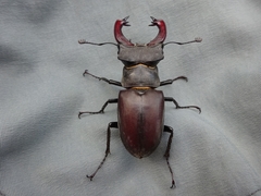 Lucanus cervus