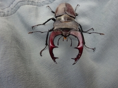 Lucanus cervus