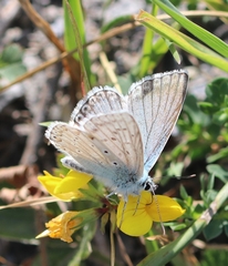 Polyommatus hispana