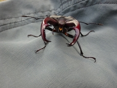 Lucanus cervus