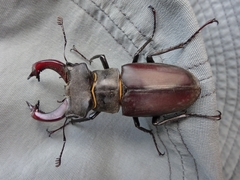 Lucanus cervus