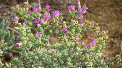 Ruschia cradockensis