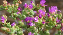 Ruschia cradockensis