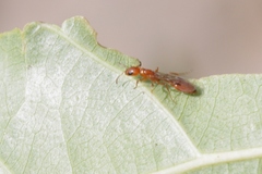 Pseudomyrmex apache
