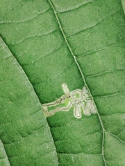 Stigmella tiliae
