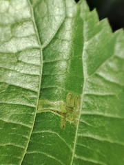 Stigmella tiliae
