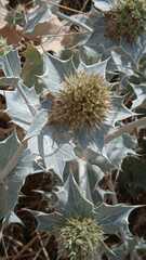 Eryngium maritimum