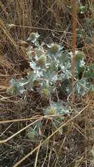 Eryngium maritimum