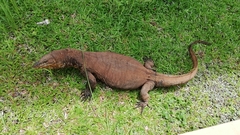 Varanus salvator