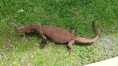 Varanus salvator