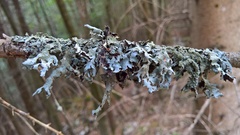 Parmelia submontana