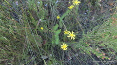 Euryops ursinoides