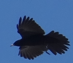 Pyrrhocorax graculus