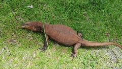 Varanus salvator