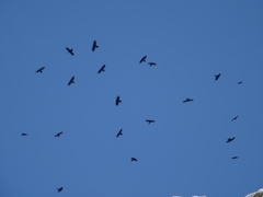 Pyrrhocorax graculus