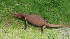 Varanus salvator