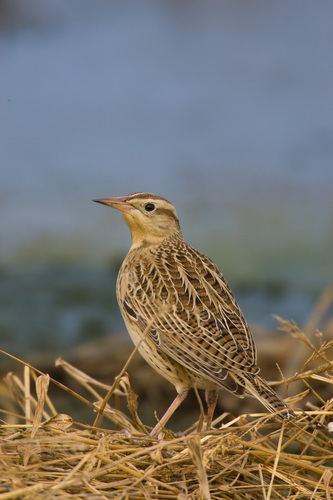 Western Meadowlark, photo 3 of 7