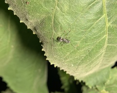 Polyrhachis bicolor