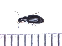 Microlestes minutulus