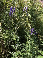 Aconitum volubile