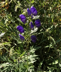 Aconitum volubile